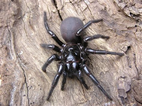 Funnel Web Spiders Families Bites And Other Facts Live Science