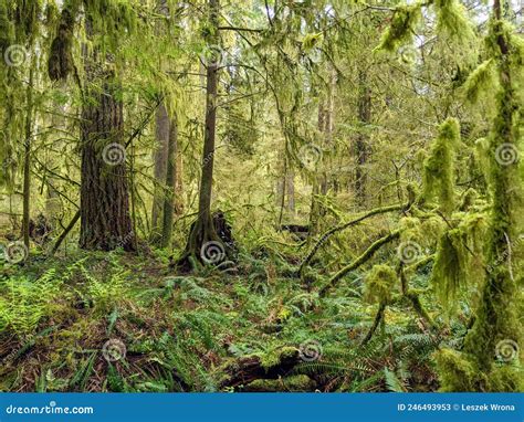 Temperate Rainforest In The Pacific Northwest Stock Image Image Of