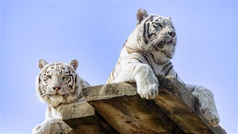 White Tigers Stare Look Predator Big Cat Animal Wood Board Blue Sky