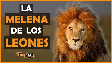 Top 41 Imagen Melena De Los Leones Abzlocalmx