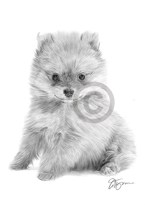 Pomeranian Puppy Art Pencil Drawing Print A4 Only Signed By Artist Toy