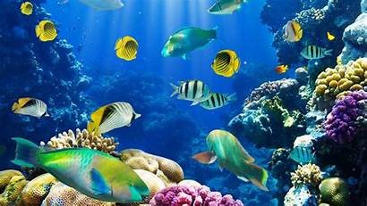 Sea Wallpapers Ocean Underwater Fish Water Sealife