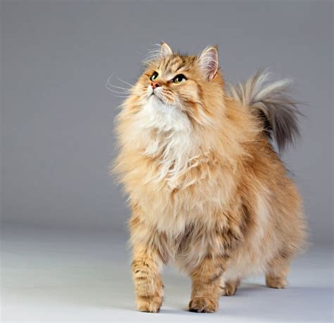 Siberian Cat Breed Information Pictures Characteristics And Facts