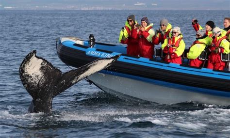 The 7 Best Whale Watching Tours In Iceland 2020 Reviews