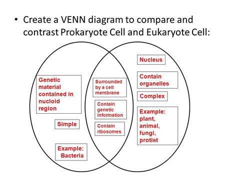Prokaryotic Cells Vs Eukaryotic Cells Venn Diagram Free Wiring