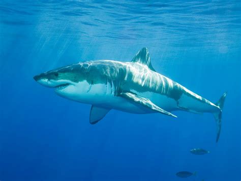 Great Barrier Reef Sharks Underwater