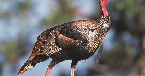 Birds At Home Before You Raise Turkeys Terminologies And Interesting