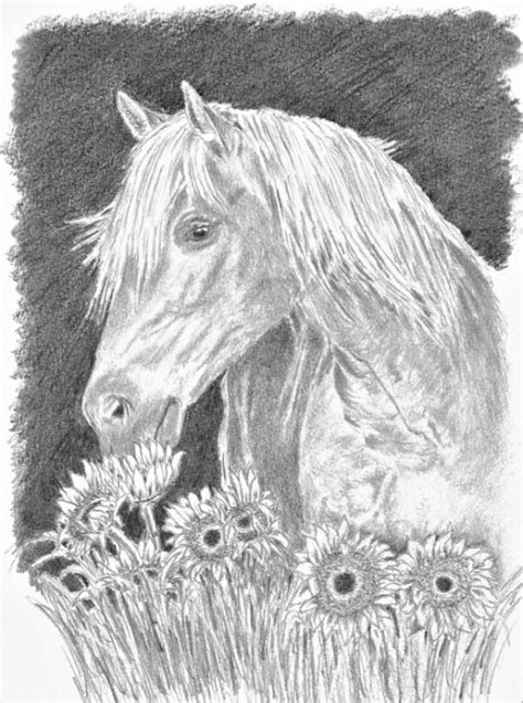 White Horse In Sunflower Field Brian T Brown Art Drawings
