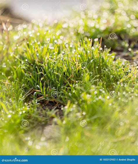 Dew Drops On The Green Grass Macro Stock Photo Image Of Environment