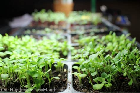 For bush type pumpkins, you'll need 3 feet around each plant. Starting Seedlings Under Grow Lights vs. Natural Light ...