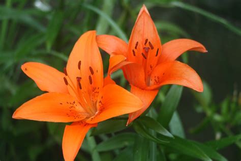 How To Care For Tiger Lilies Dengarden