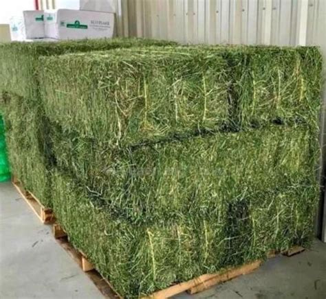 Super Top Quality Alfafa Hay For Animal Feeding Stuff Alfalfa Timothy
