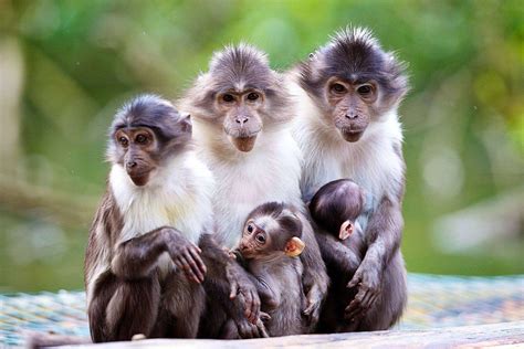 Wallpaper Macaque Monkeys Kids Hd Widescreen High Definition