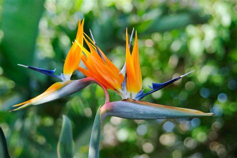 Bird Of Paradise Plant 3 Types To Grow In Australia Better Homes And
