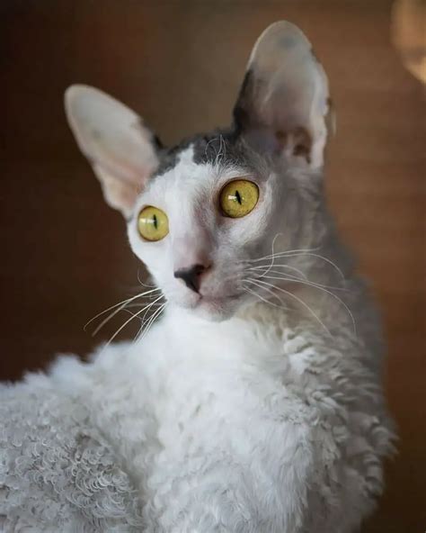 Cornish Rex 101 The Essential Guide Mymoggy
