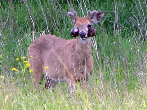 Deer With Skin Tumors Taken On West Side Of Rollins Savann Flickr