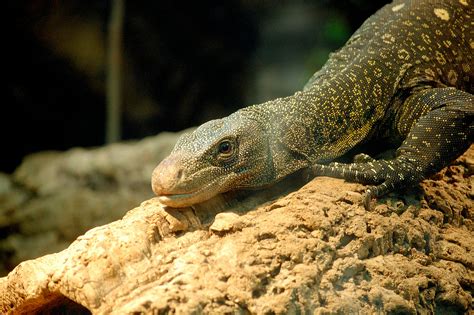 Gray Lizard On Brown Surface · Free Stock Photo