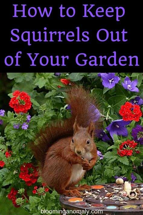 How To Keep Ground Squirrels Out Of Garden Natural Squirrel Repellent