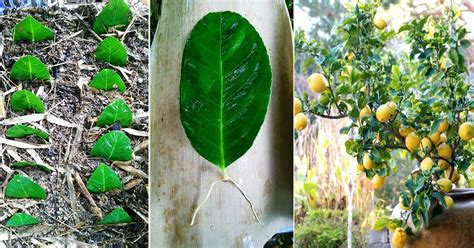 Berikut adalah cara penamanan pokok di dalam pasu yang diajar oleh mr.can dari thailand negara gajah putih. Cara Tanam Pokok Lemon Dalam Pasu, Semai Guna Daun Saja ...