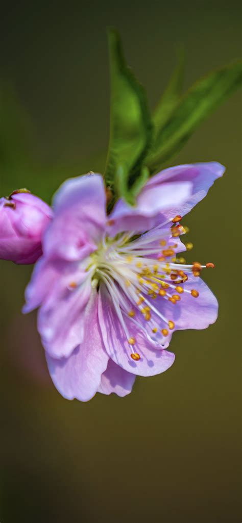 一朵粉色樱花特写，花瓣，雌蕊 1242x2688 Iphone 11 Proxs Max 壁纸，图片，背景，照片