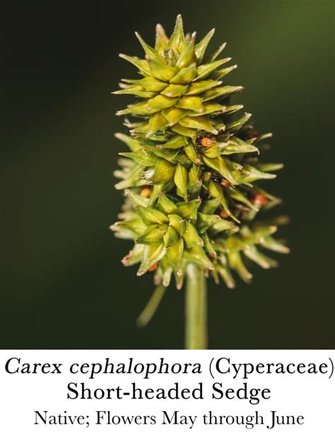 Carex Cephalophora Short Headed Sedge Cyperaceae Lake Forest College