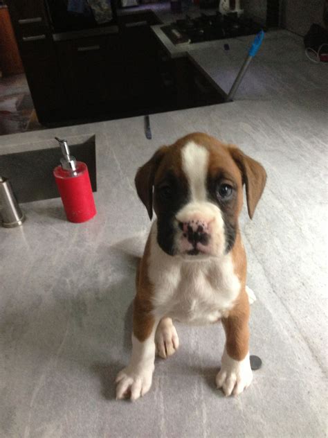 Miniature Boxer Puppies Picture Dog Breeders Guide