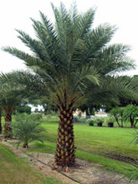 True Date Palm Phoenix Dactylifera Seeds Edible
