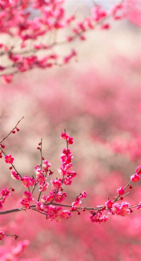 Landscape Peach Blossom Wallpapersc Iphone6splus