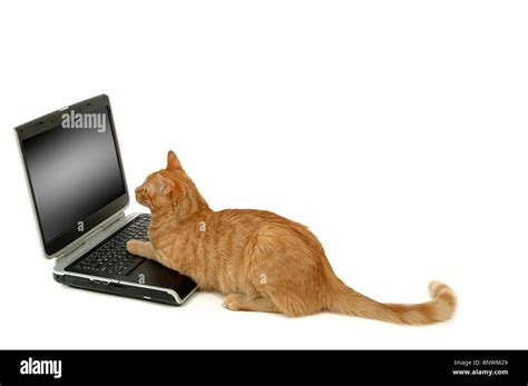 Es Un Gato Usando Una Computadora Portátil Ella Tiene Sus Piernas En