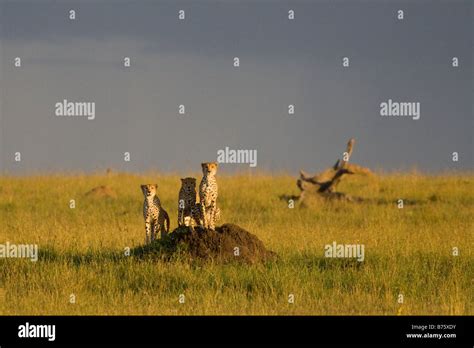 Male Cheetahs In The Masai Mara Stock Photo Alamy