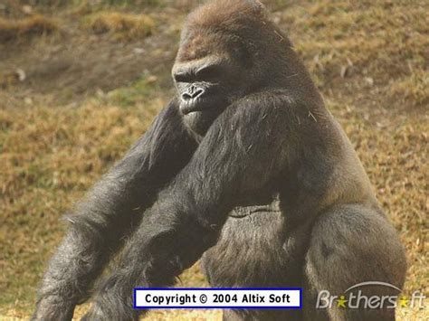 Free Download Download Animals Wallpaper Gorilla With Size 640x960