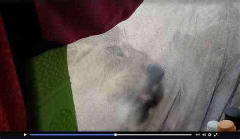 Video Lions Lick The Outside Of Camper’s Tent As She Watches Inside