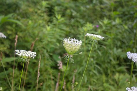 Queen Annes Lace Part Ii Traditional Use Of Daucus Carota Herbal