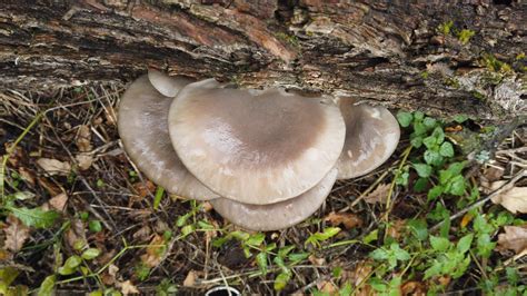 Pleurotus Ostreatus The Ultimate Mushroom Guide 6 Recipes