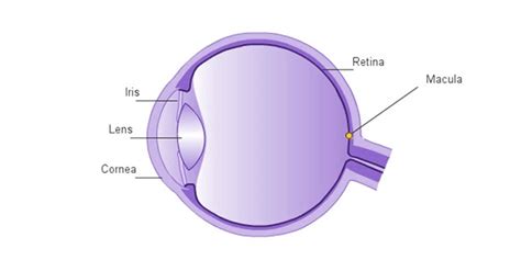Most devices that control light have one or more lenses in them (some use only mirrors, which can do most of the same things that lenses can do). Convex Lens - Definition & Uses | Difference Between ...