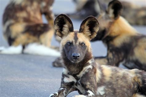 Fascinating African Wild Dog Facts And Where To See Them Southern