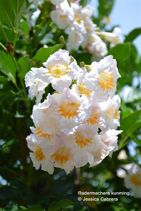 A flowering pear is an ornamental tree with white flowers that blooms in the spring. Radermachera kunming - Dwarf Jasmine Tree - Freund ...