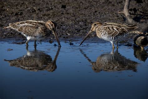 Feather Tailed Stories Wilsons Snipe