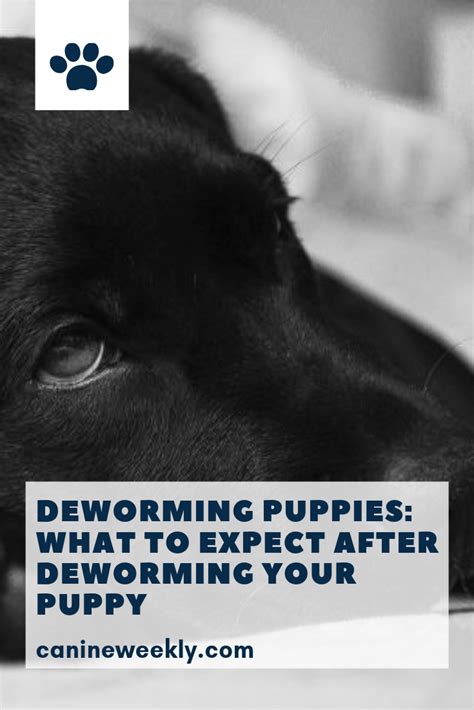 After a deworming, puppies may vomit up worms if they are heavily infested. Deworming Puppies: What to Expect After, How and When to ...