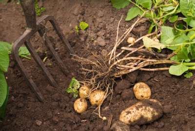 Updated information about growing potatoes. Growing Potatoes - 100 pounds in 4 Square Feet | Self ...