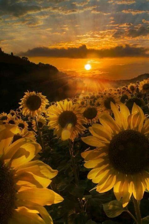 Girasoles En Atardecer Nature Photography Nature Sunflower Wallpaper