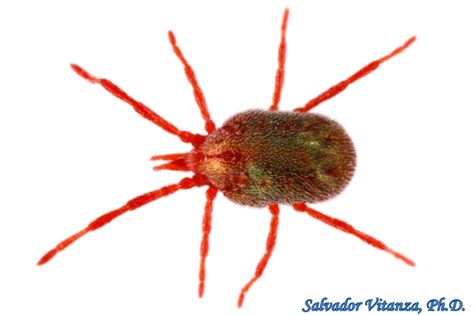 If you are looking to put carpet on your existing auckland concrete grinding floors, it's important to have them sufficiently prepared first. Class Arachnida Trombidiformes-Erythraeidae-Balaustium ...