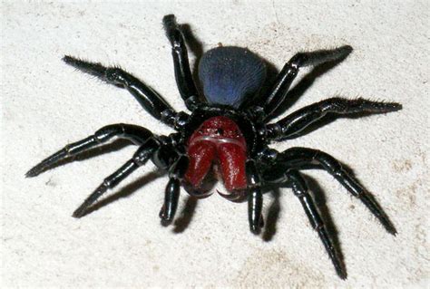 The Worlds 14 Most Dangerous And Venomous Spiders You Should Avoid At