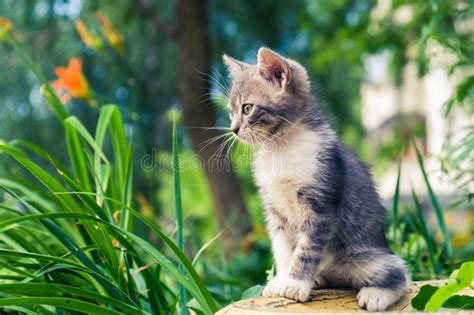 43261 Cat Pet Outside Photos Free And Royalty Free Stock Photos From