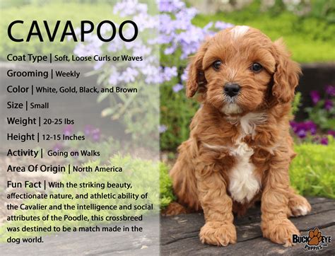 Dixie is a female cavapoo puppy for sale born on 7/26/2012, located near tuscarawas co, ohio and priced for $600. Cavapoo Puppies For Sale In Ohio - Pets Ideas