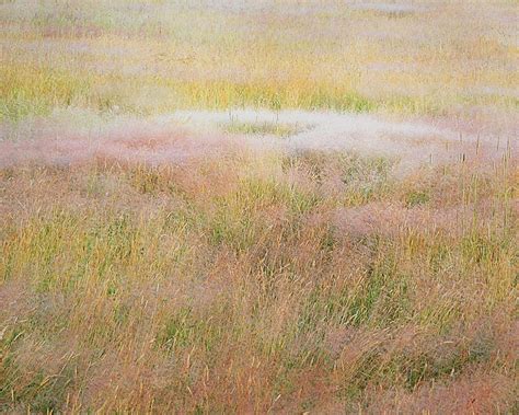 Clouds Of Blooming Grasses Christopher Burkett