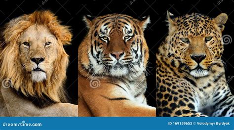 Tiger And Lion And Leopard