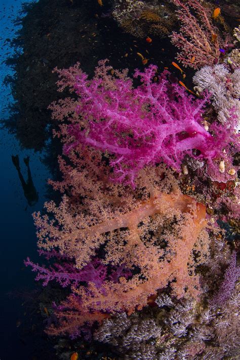 Coral Reefs Red Sea — Coral Reef Image Bank Sea Coral Coral Reef