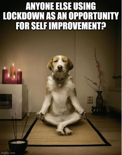 Dog Meditation Funny Imgflip