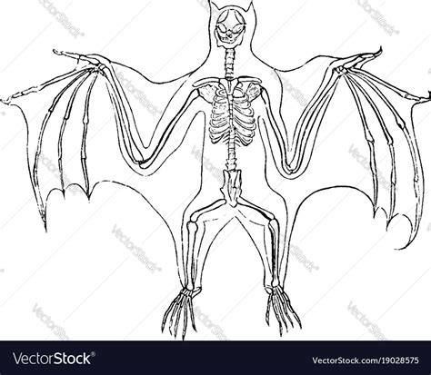 Bat Skeleton Drawing